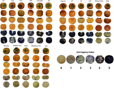 Phenotypic Characterization of Postharvest Fruit Qualities in Astringent and Non-astringent Persimmon (Diospyros kaki) Cultivars